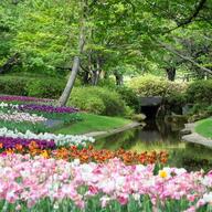 Among the Blossoms cover