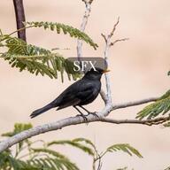 Blackbird SFX cover