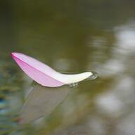 Soft Petal Reflections cover