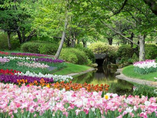 Among the Blossoms cover