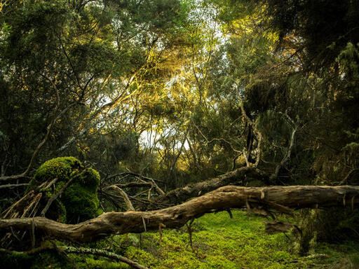 Birds Forest