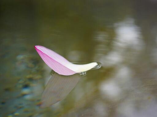 Soft Petal Reflections cover