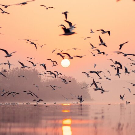 Golden Pureness with 2222Hz Binaurals track cover