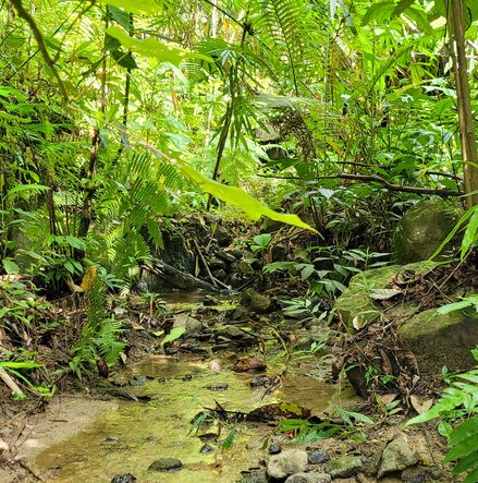 Tropical Jungle Stream track cover