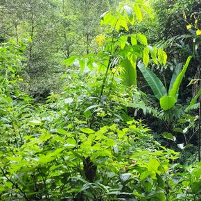 Tropical Forest Ambience