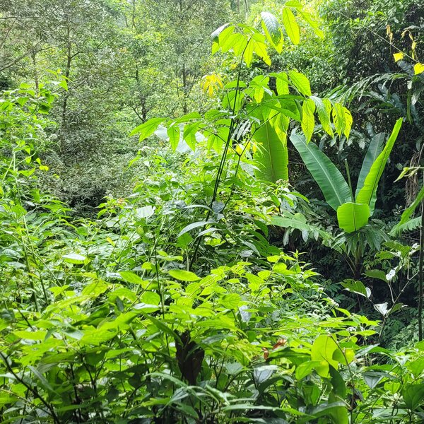 royalty-free tropical forest nature loops for commercial use